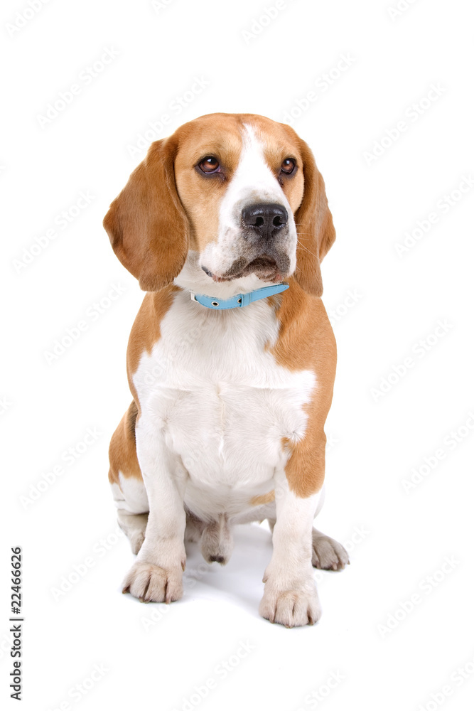 front view of a Beagle dog isolated on a white background