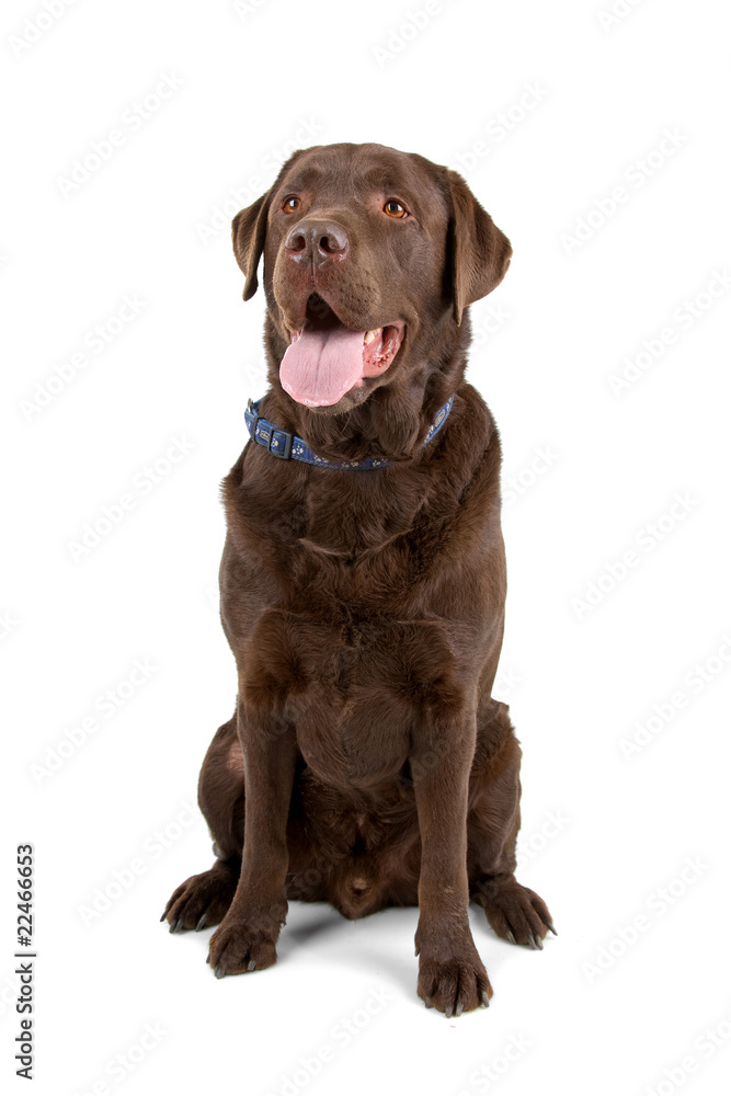 chocolate labrador retriever dog sticking out tongue