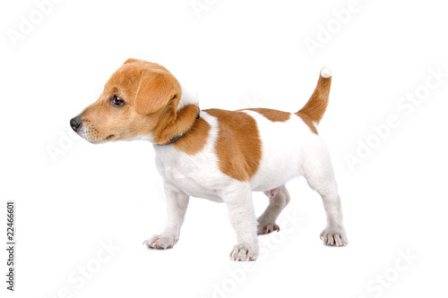 side view of a jack russel terrier puppy