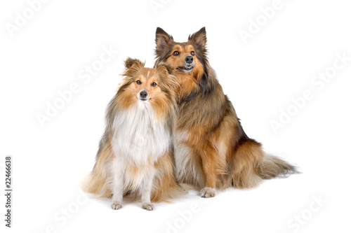 Photography two sheltie dogs isolated on a white background