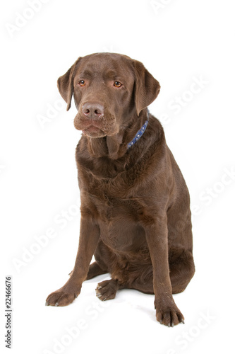 chocolate labrador retriever dog looking at camera