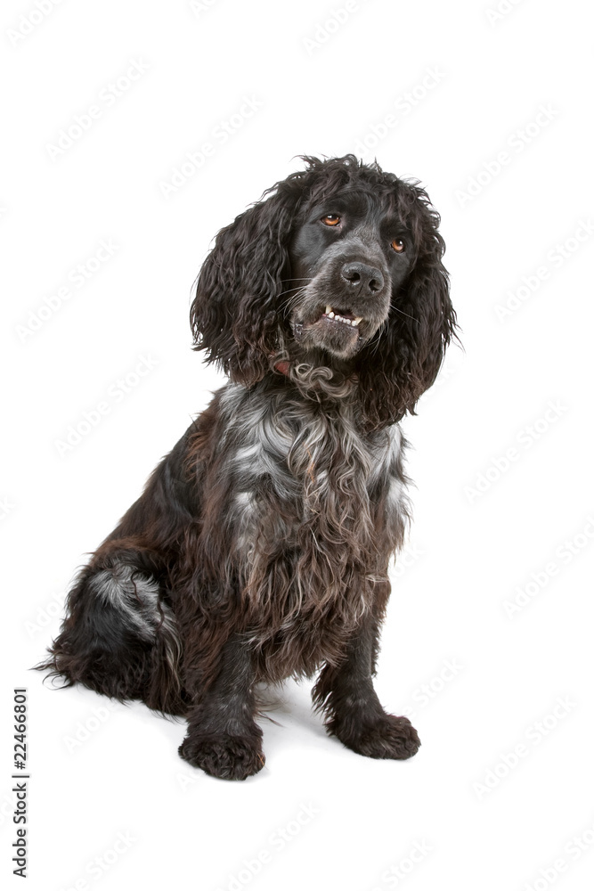 cocker spaniel dog isolated on a white background cocker spaniel dog isolated on a white background