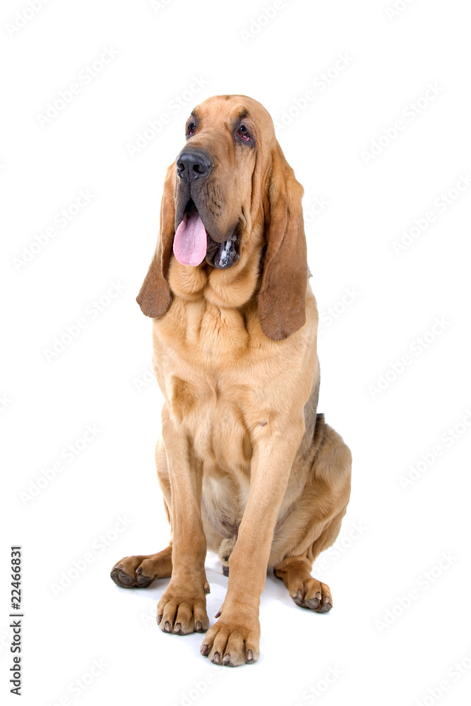 front view of a bloodhound (st.hubert or sleuth) - obrazy, fototapety, plakaty 
