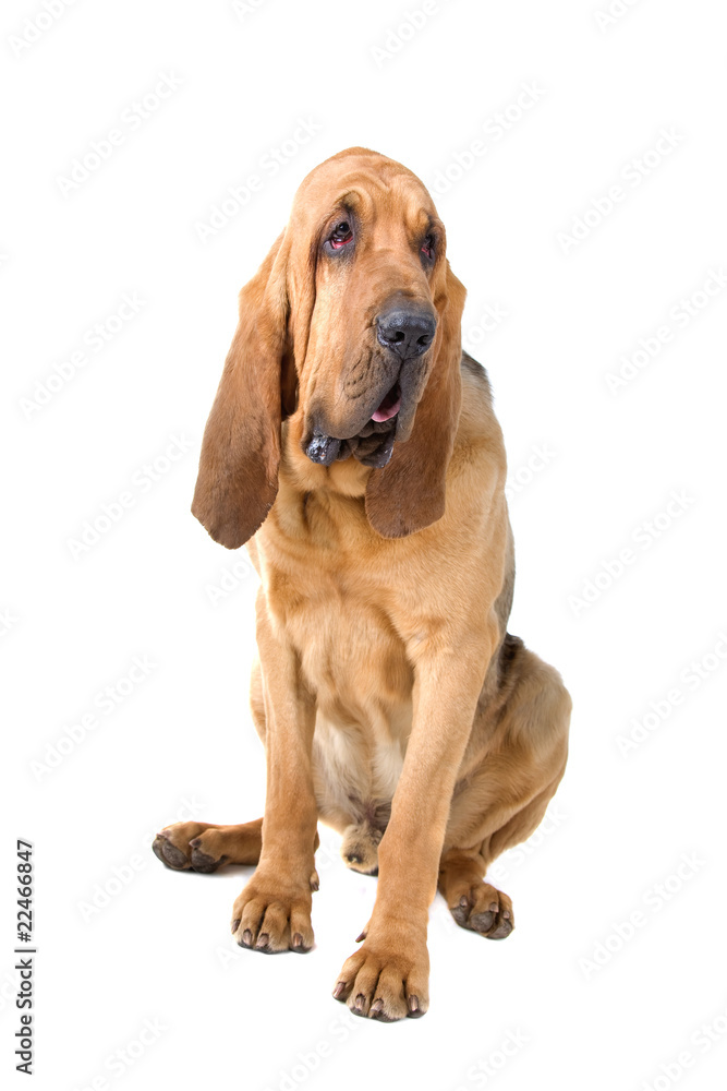 bloodhound (st.hubert or sleuth) isolated on a white background