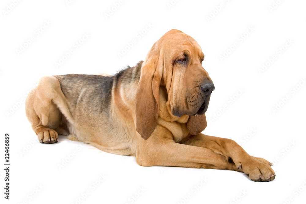 bloodhound ,also known as St. Hubert hound and Sleuth Hound - obrazy, fototapety, plakaty 