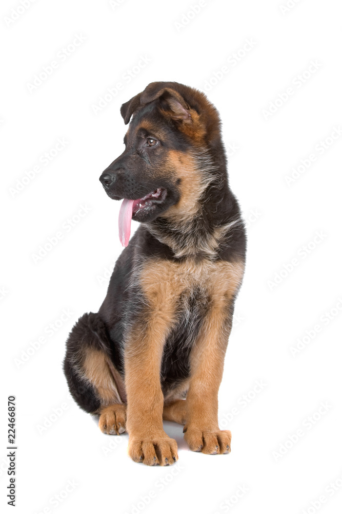 cute german shepherd puppy looking at one side