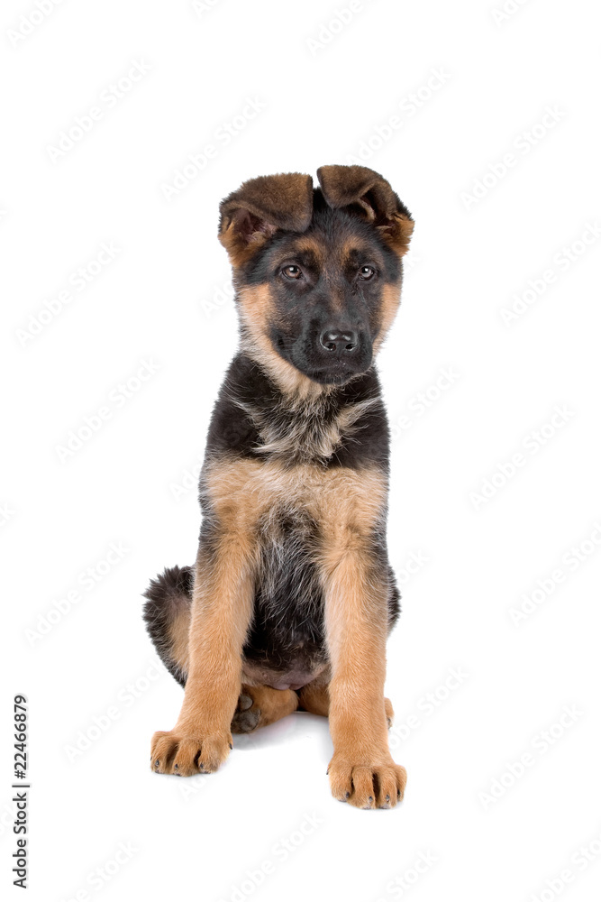 front view of a cute german shepherd dog puppy