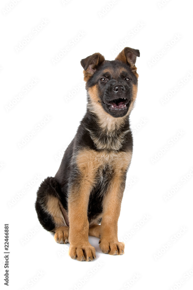 german shepherd puppy dog isolated on a white background