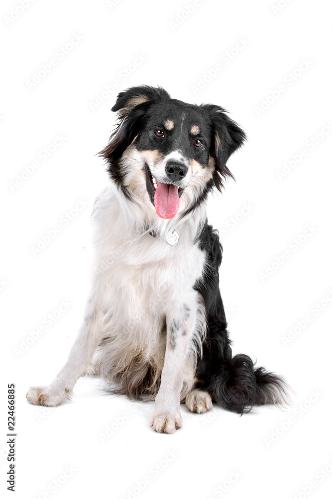 mixed breed dog (border collie) sticking out tongue