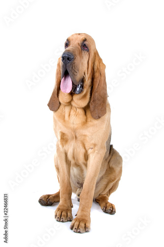 front view of a bloodhound (st.hubert or sleuth) photo