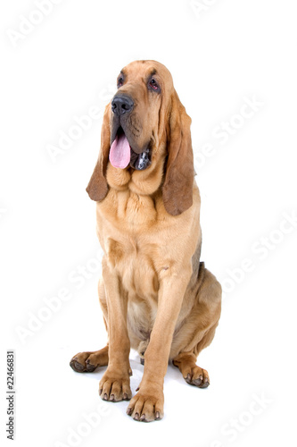 Obraz na płótnie front view of a bloodhound (st.hubert or sleuth)