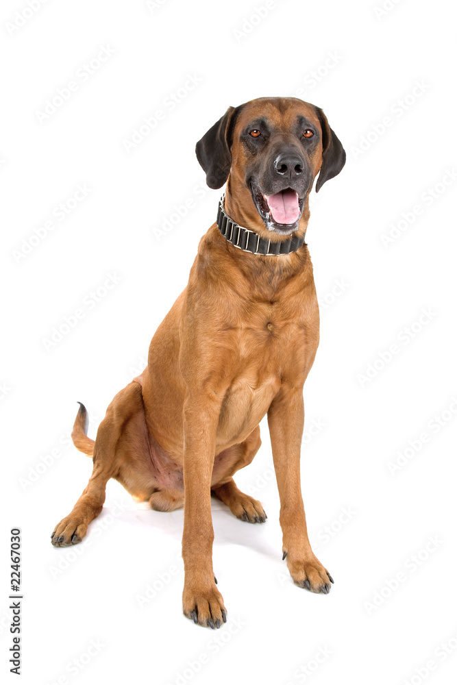 Rhodesian Ridgeback dog isolated on a white background Rhodesian Ridgeback dog isolated on a white background