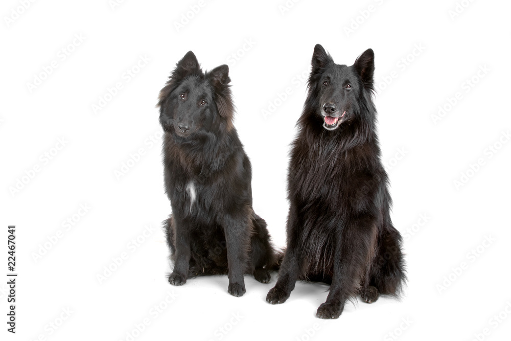 Groenendaeler. black long haired Belgium shepherds Groenendaeler. black long haired Belgium shepherds