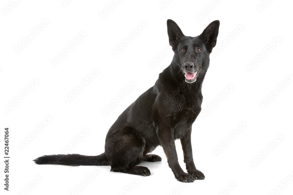 Fototapeta premium black german shepherd dog isolated on a white background