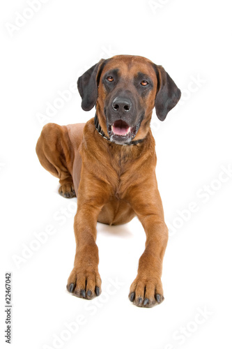 front view of a rhodesian ridgeback dog