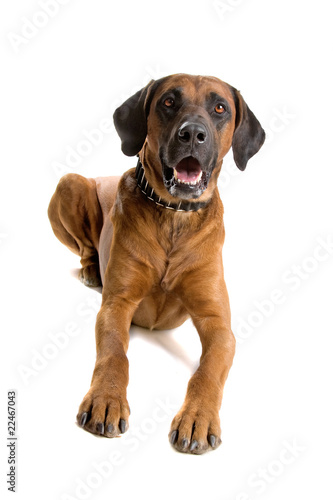 Rhodesian Ridgeback dog lying on the floor