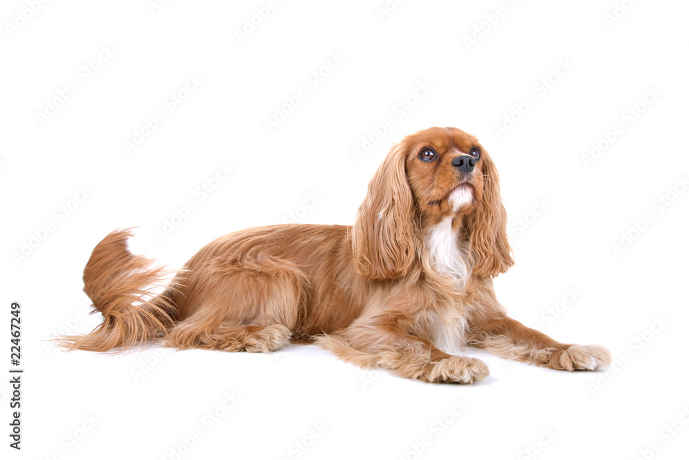 side view of a cavalier king charles looking up