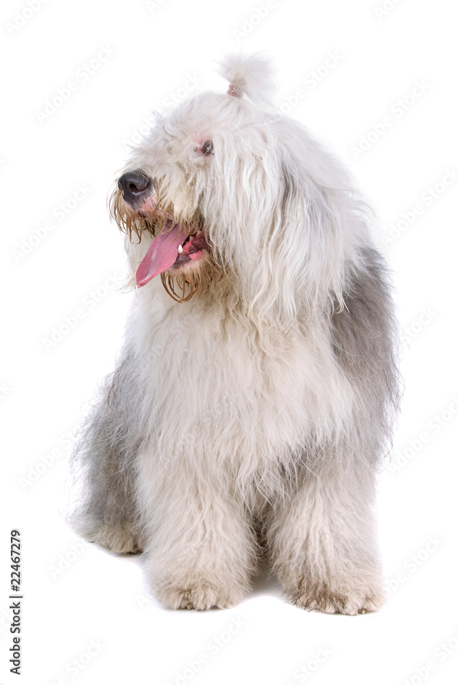 Old English Sheepdog (bobtail) isolated on a white background
