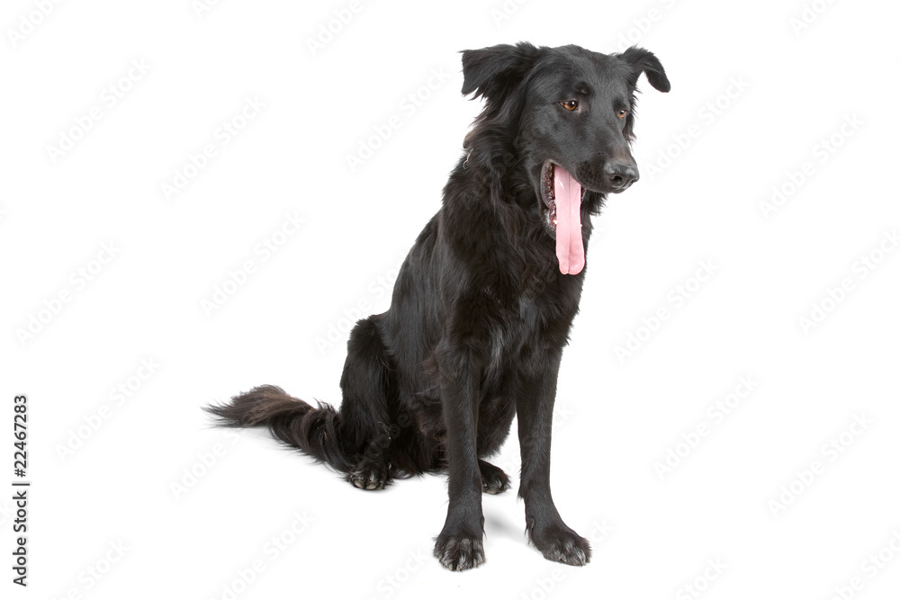flat coated retriever dog sticking out tongue