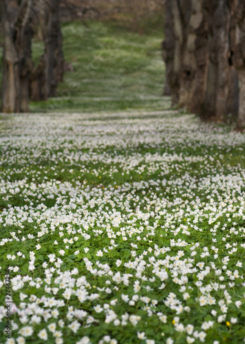 Field with Anemone Nemorosa