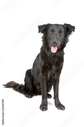 flat coated retriever dog sticking out tongue © Erik Lam