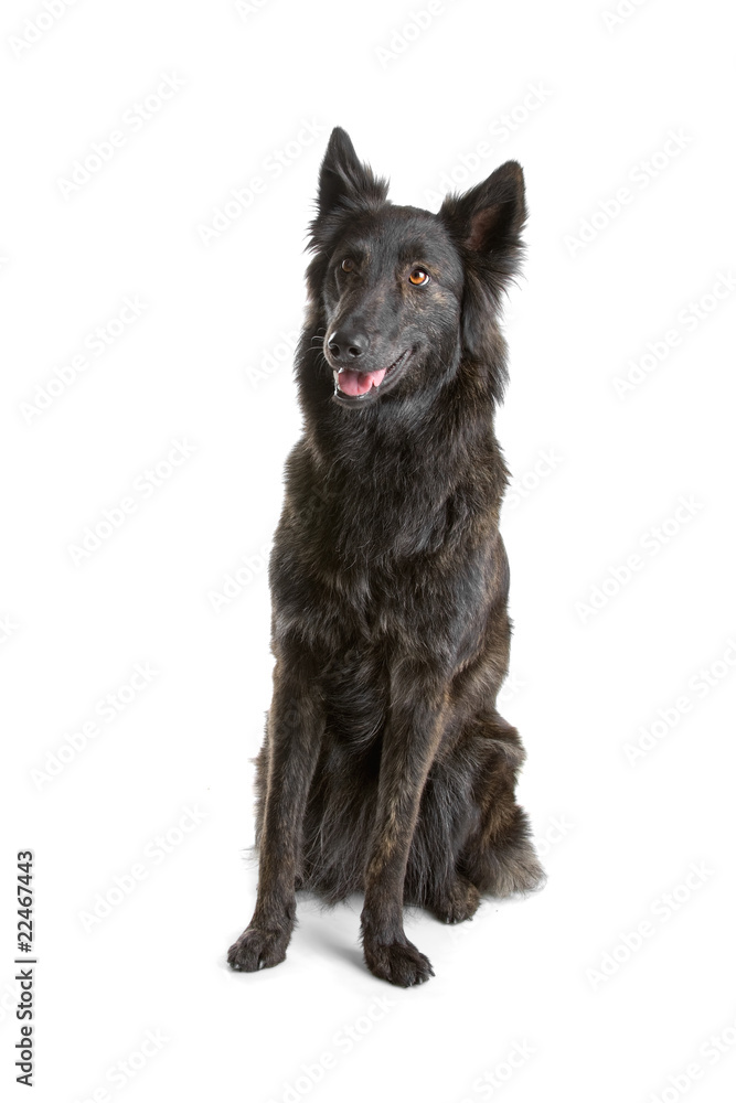 dutch long haired shepherd dog dutch long haired shepherd dog