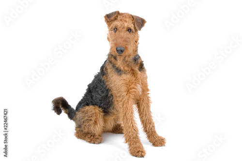 Schilderij op canvas Airendale Terrier