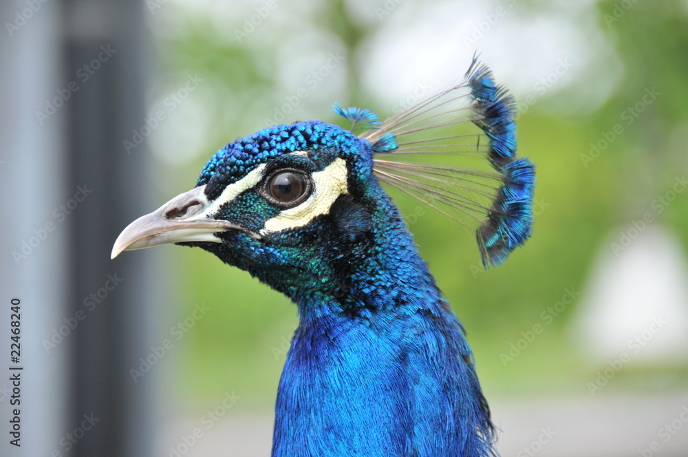 Pfau Pfau