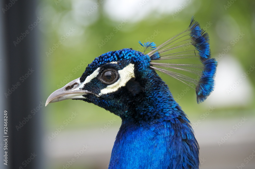 Fototapeta premium Pfau