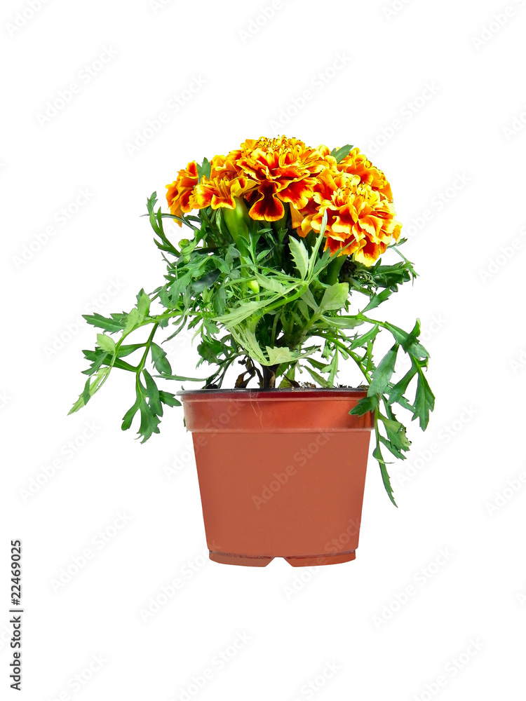 Orange Flowered Plant