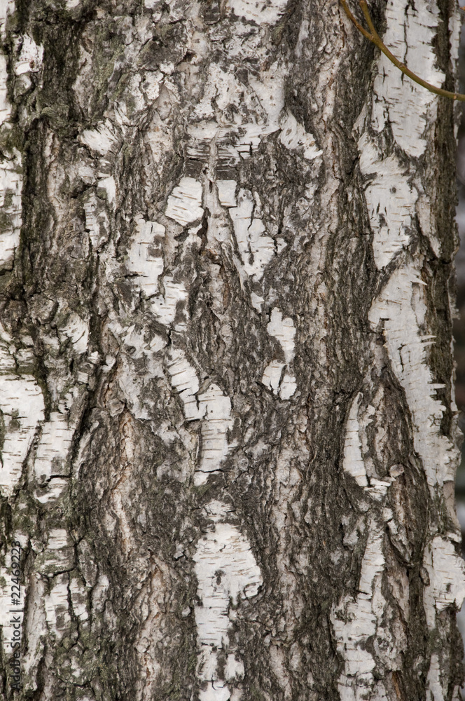 Fototapeta premium texture