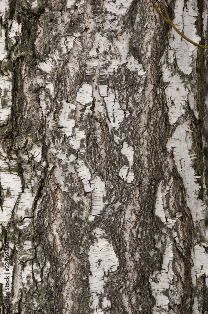 Fototapeta premium Natural Textures