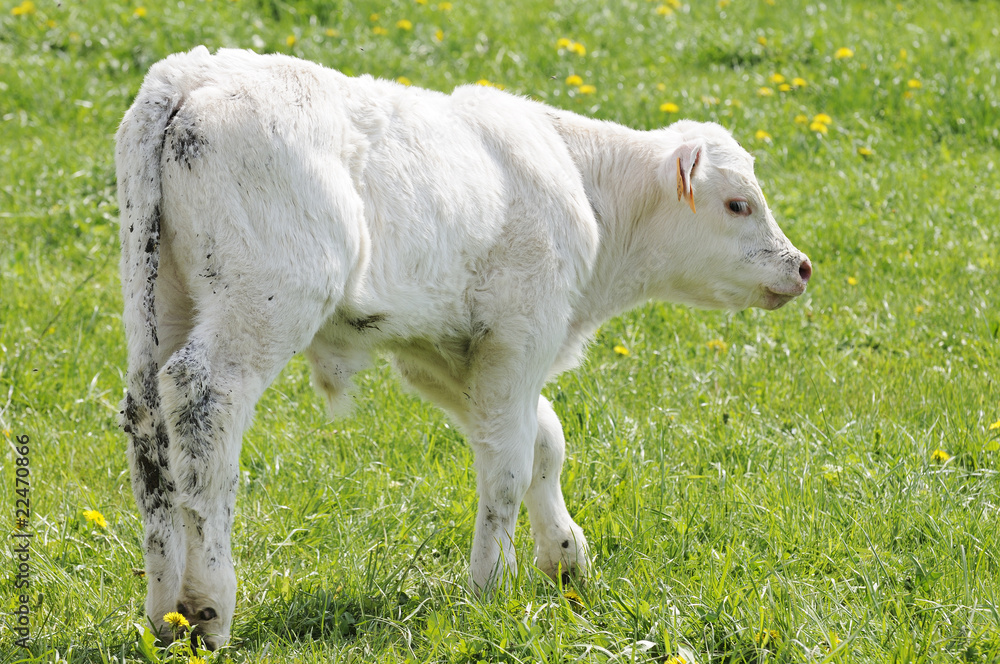 Obraz premium petit veau dans le pré