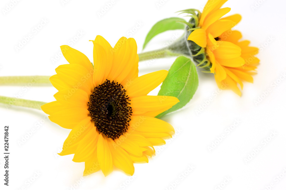 Naklejka premium sunflower