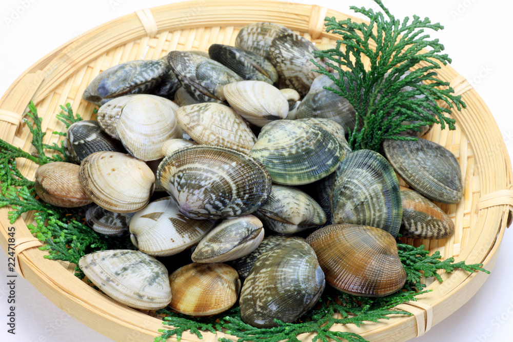short-necked clam short-necked clam