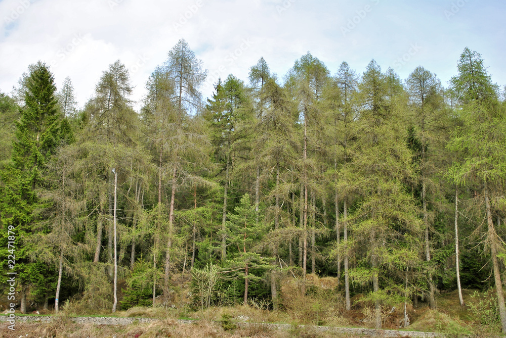 fir larch fir larch