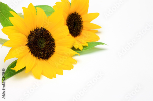 Fototapeta Naklejka Na Ścianę i Meble -  sunflower