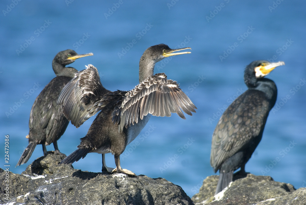 cormorano