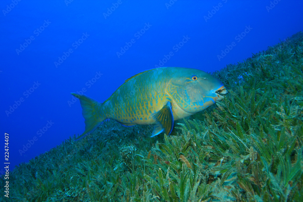 Fototapeta premium Bicolor Parrotfish (Cetoscarus bicolor)