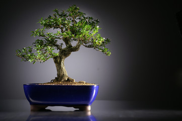 Acrylglasbilder Bonsai Bonsai-Baum in ruhiger Stimmung  © www.markus-lehr.de