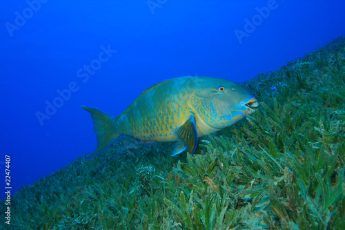 Bicolor Parrotfish (Cetoscarus bicolor) photo
