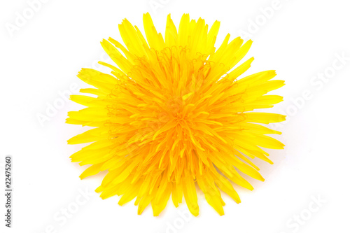 Löwenzahnblüte