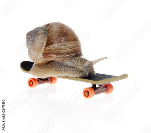 Snail on a  skateboard