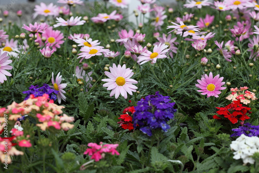 花壇 (上野公園) 花壇 (上野公園)