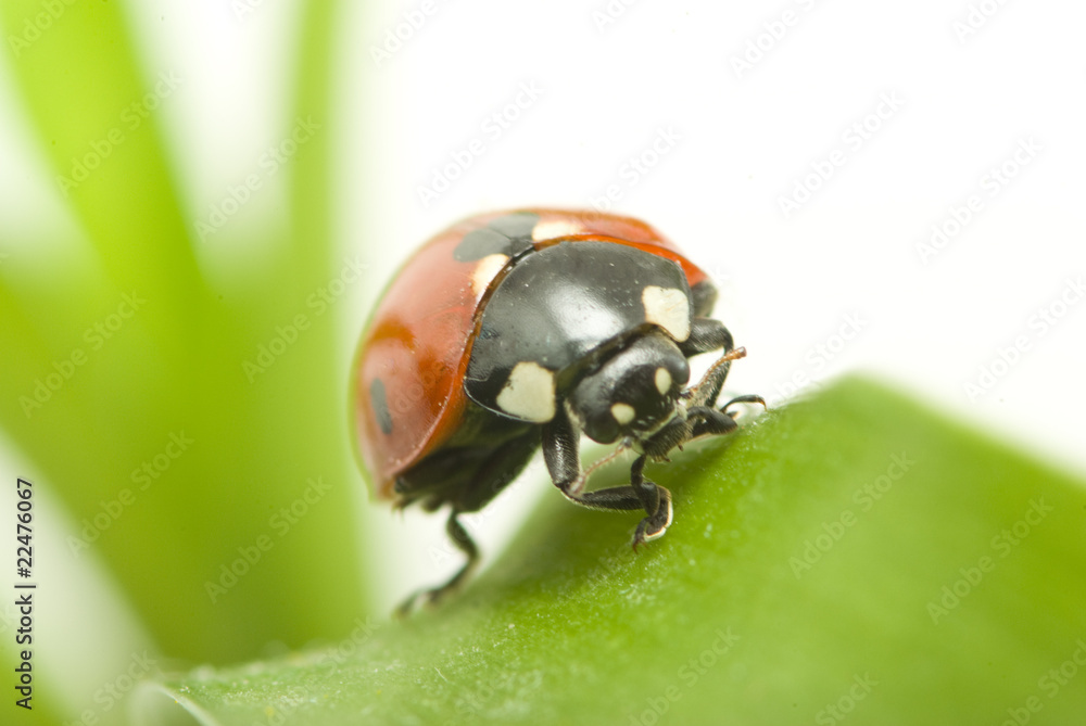 Fototapeta premium ladybug