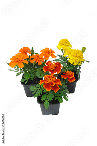 plant d'oeillet d'inde