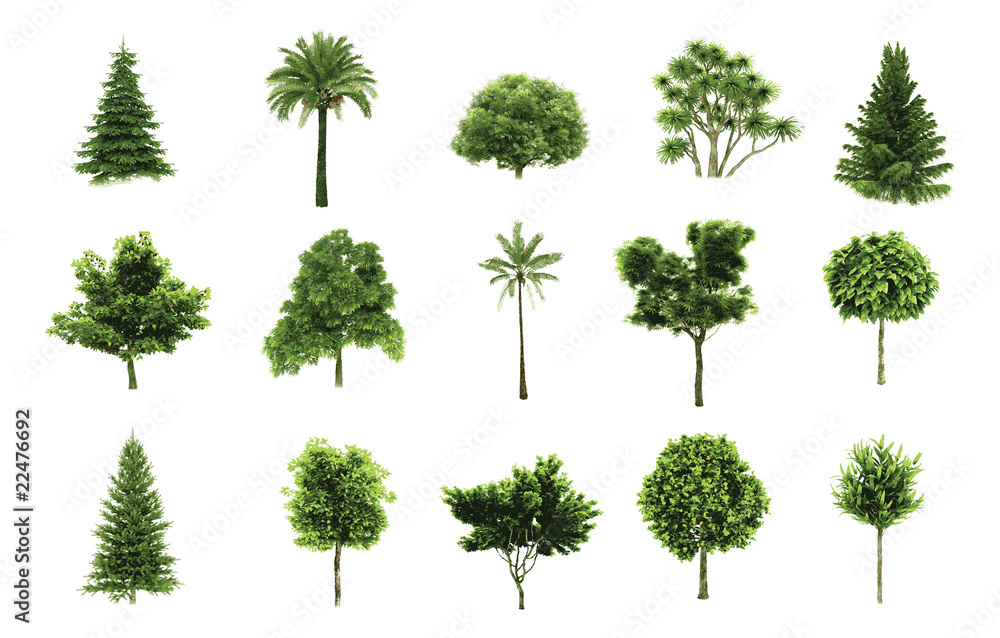Fototapeta premium Vector trees