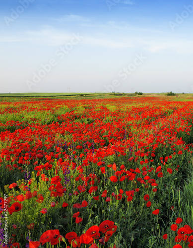 Poppy field