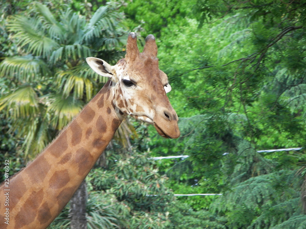 Fototapeta premium Giraffa nella Savana
