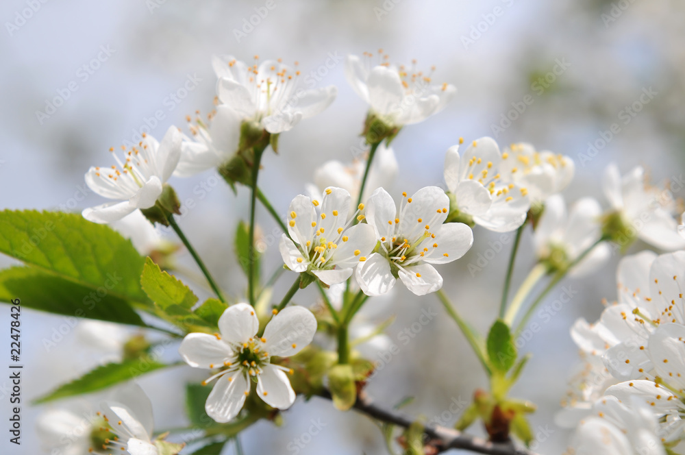 Cherry tree in bloom